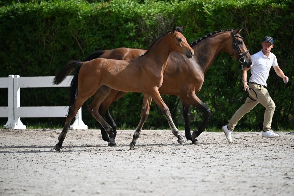 Dorie Proud Girl Z and Audi Z are the winning colts on the third